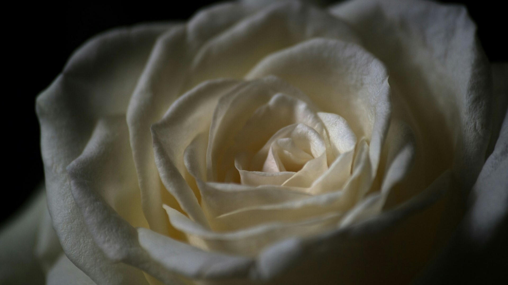 Close-up of a white rose HD Wallpaper