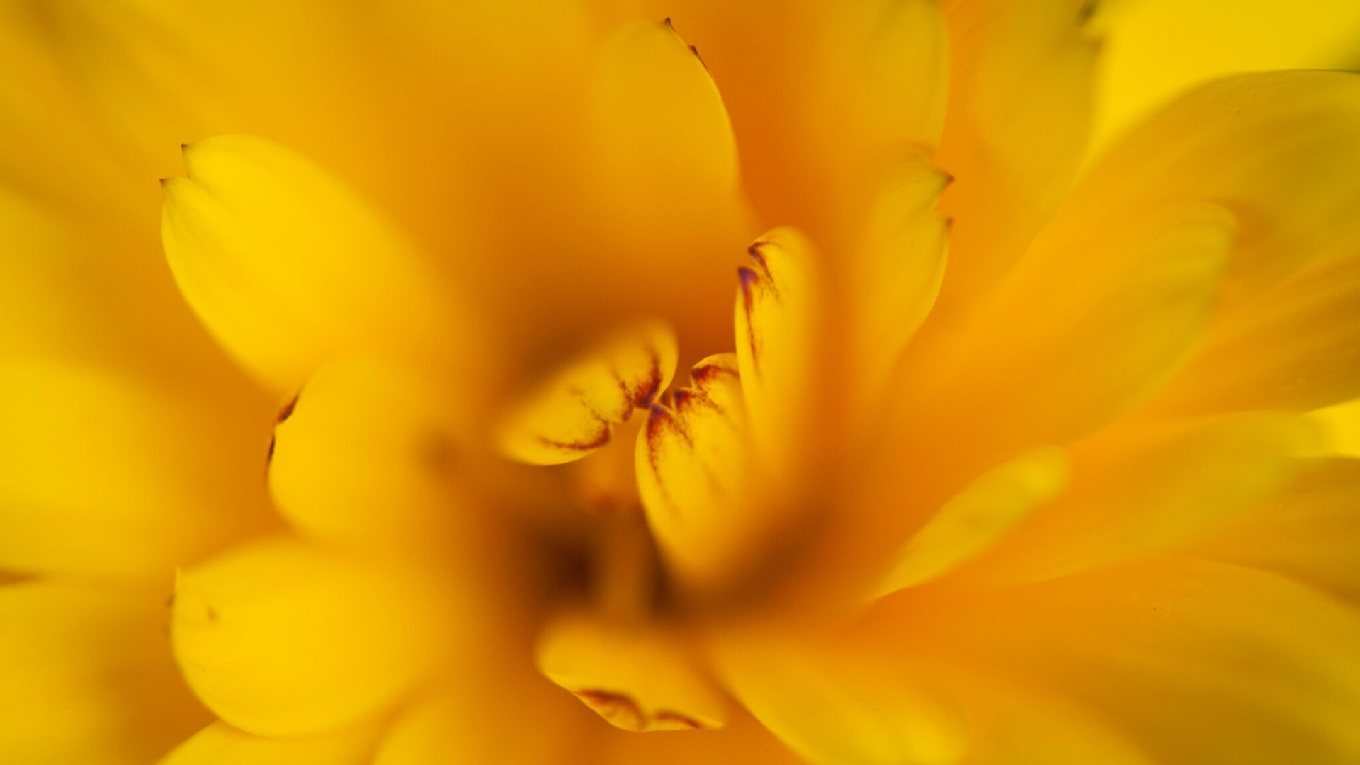 Close-up of a yellow flower's petals HD Wallpaper