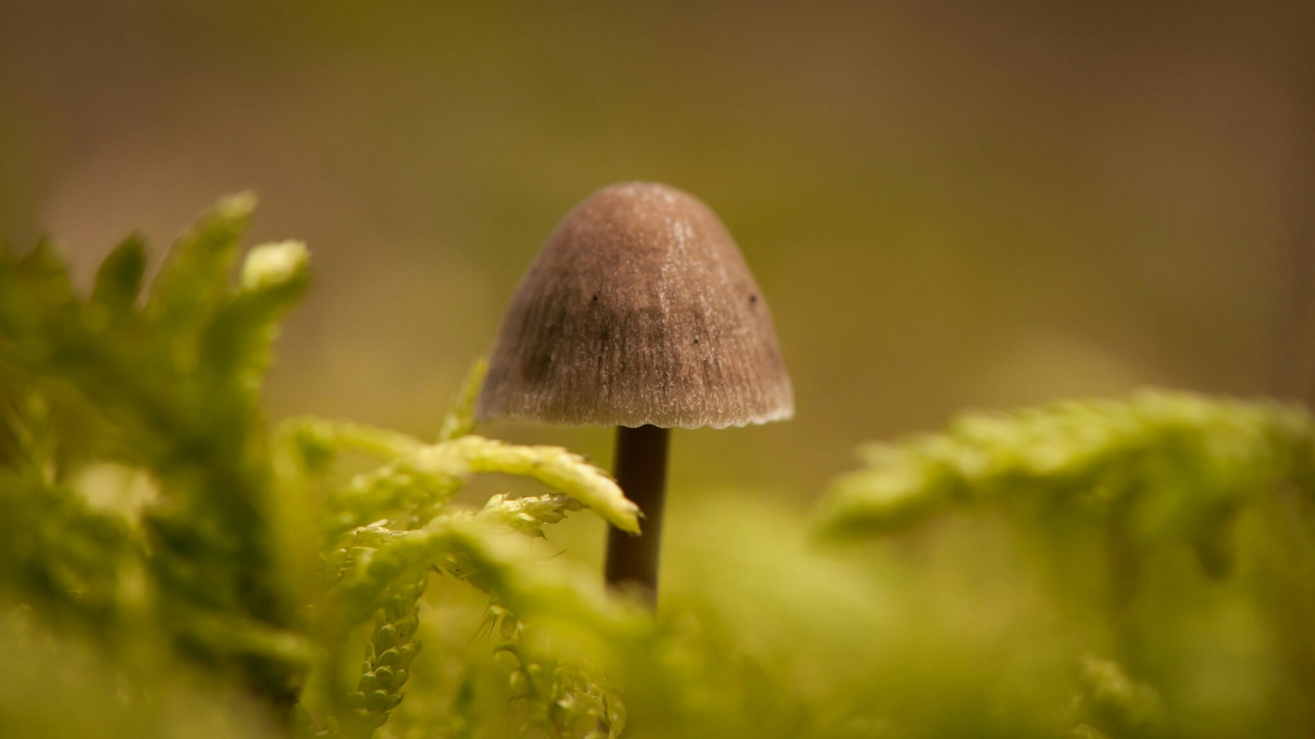 Mushroom on moss HD Wallpaper