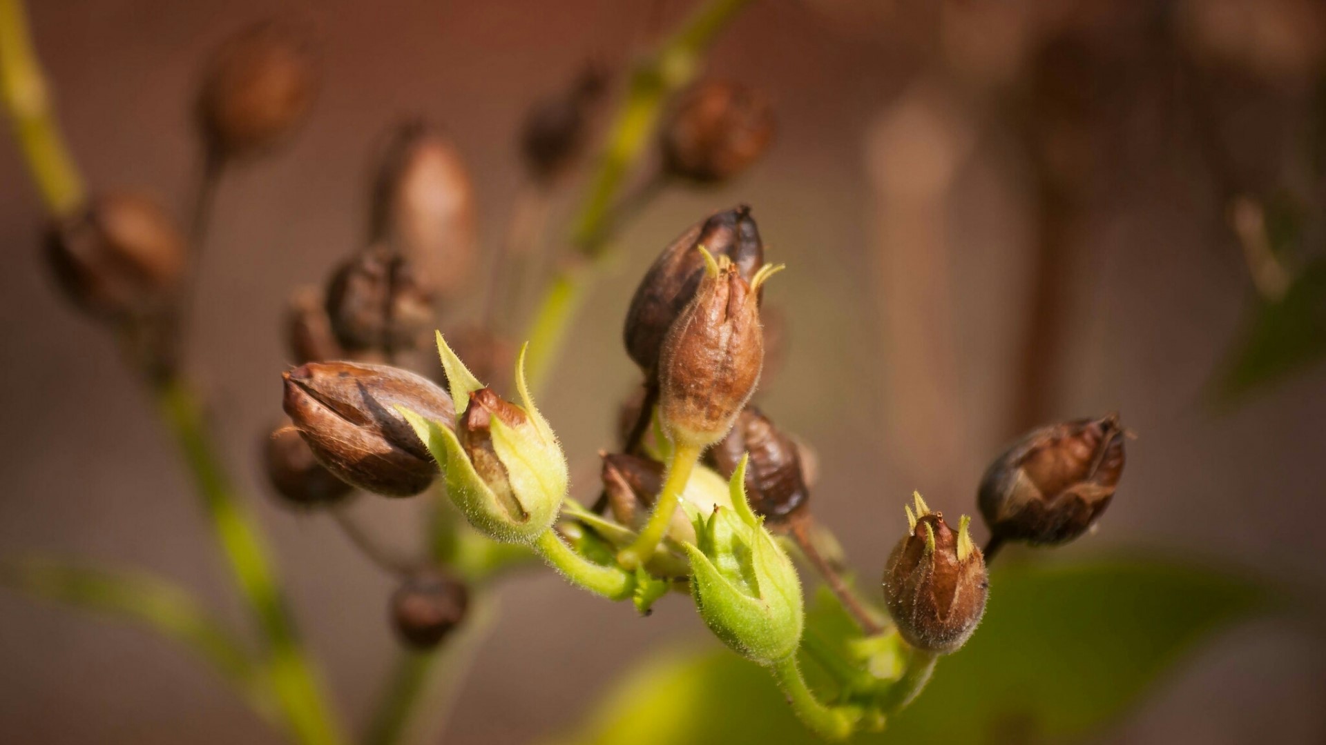 Brown seed pods on a green stem HD Wallpaper