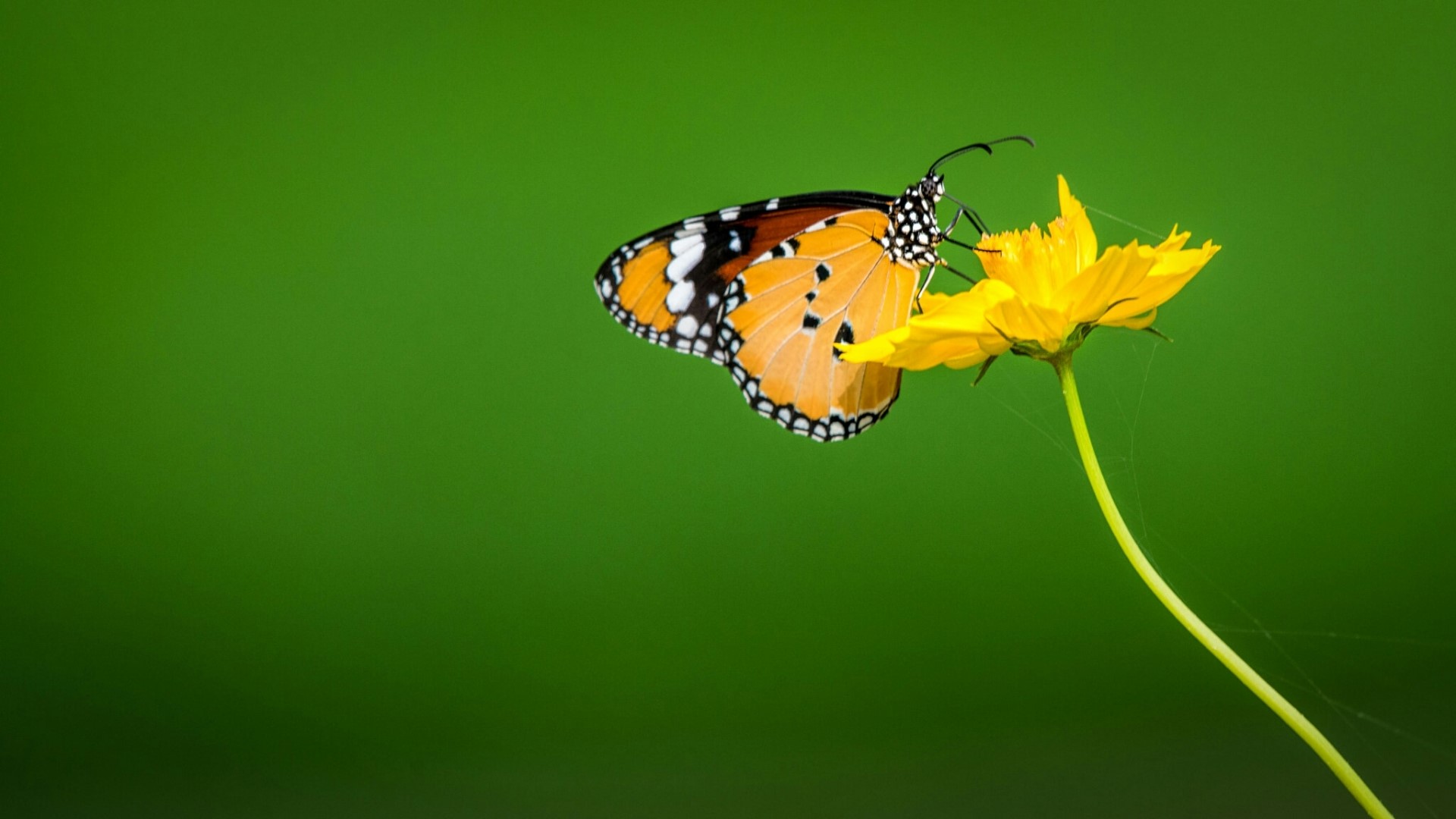 Monarch butterfly on a yellow flower HD Wallpaper