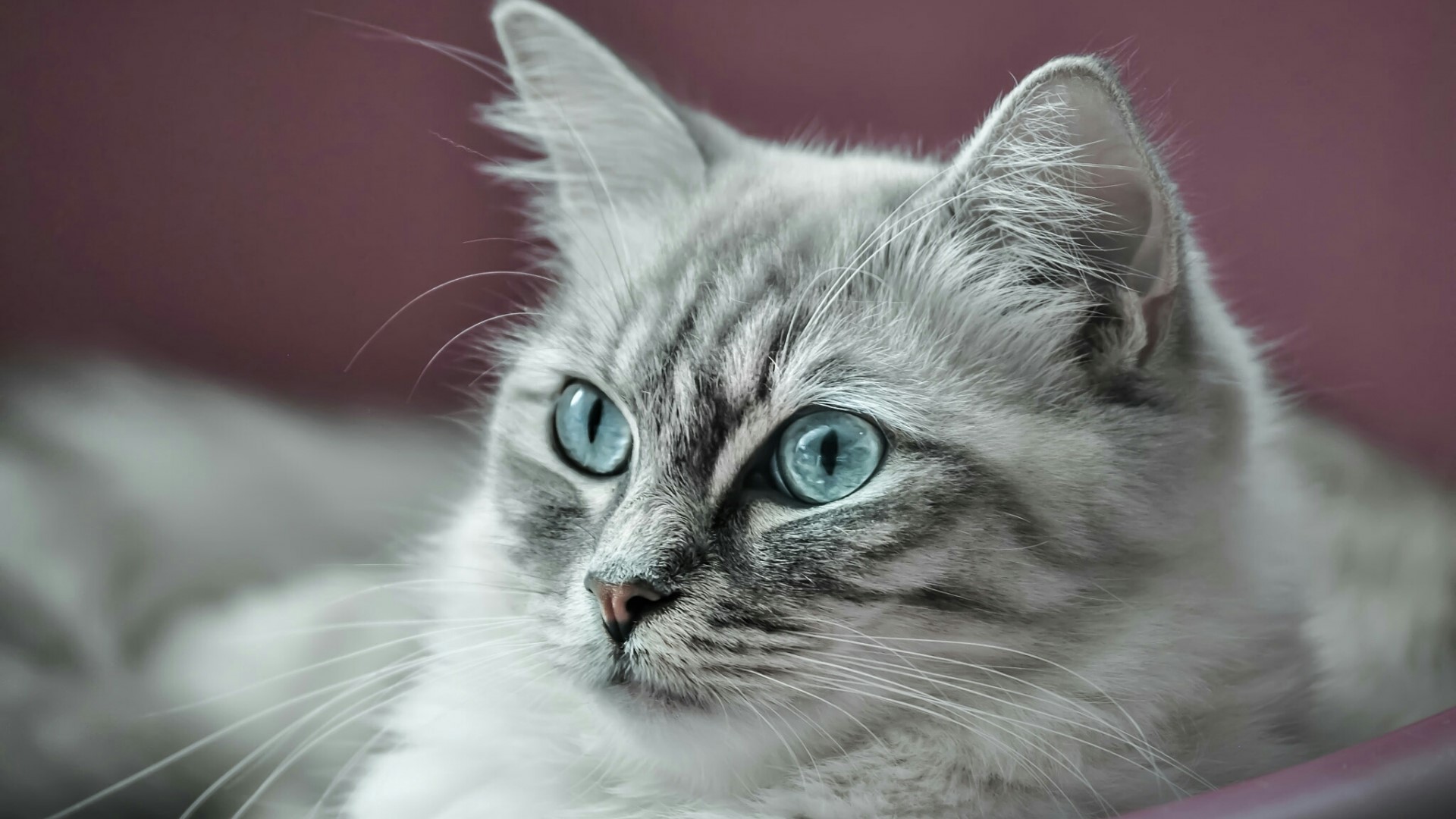 Close-up of a fluffy grey cat with blue eyes HD Wallpaper