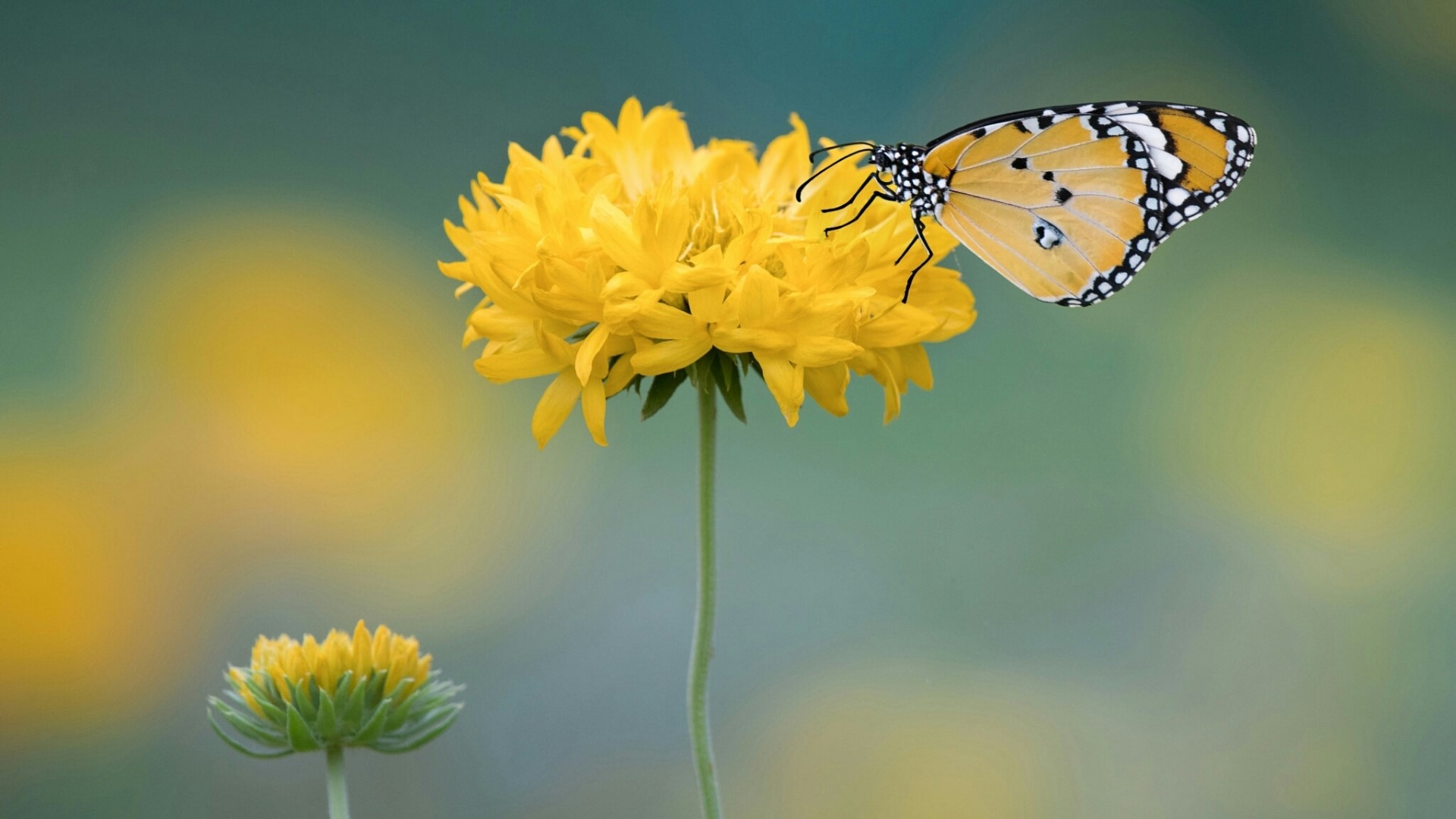 Butterfly on a yellow flower HD Wallpaper
