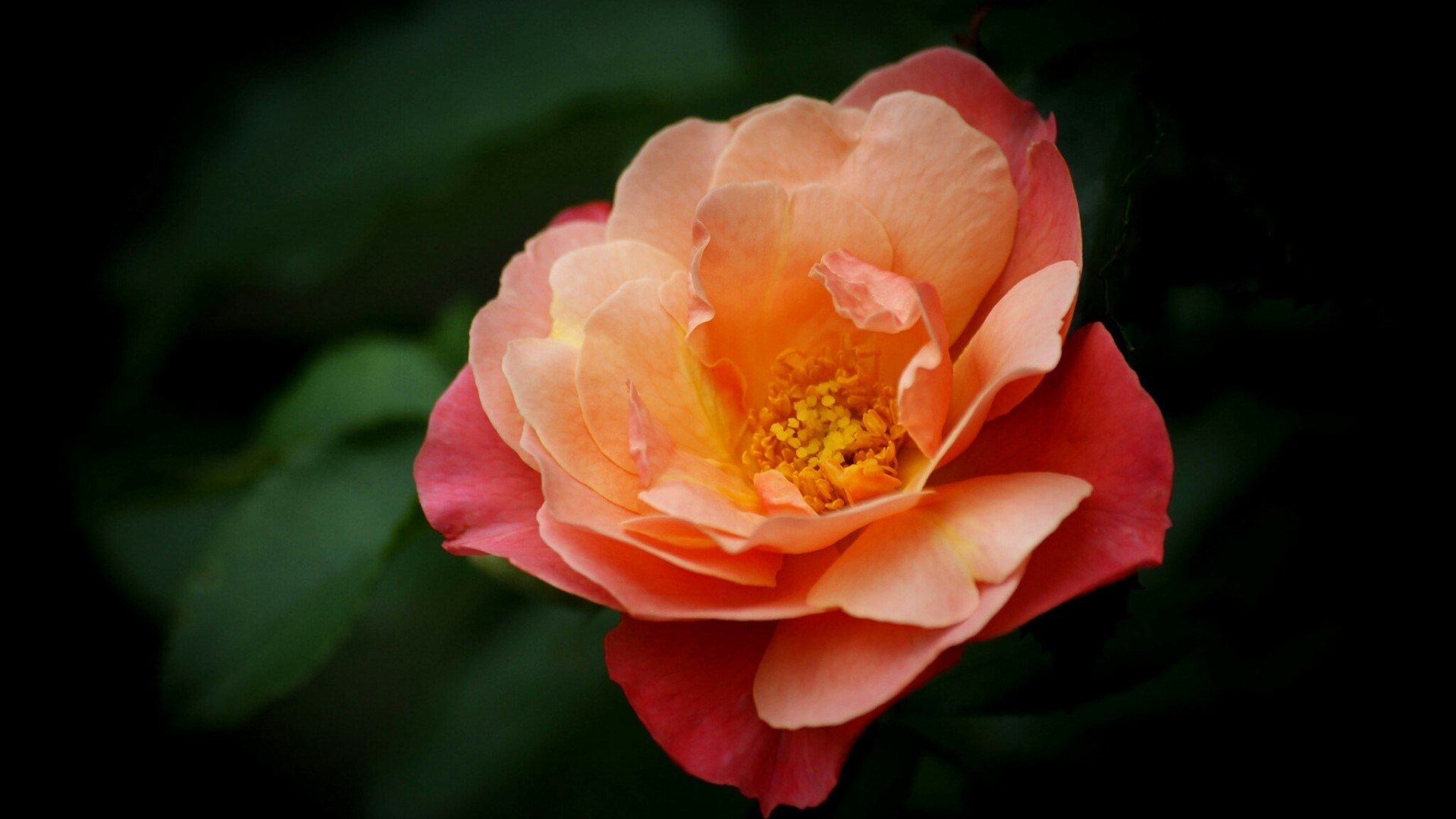 Close-up of a peach and pink rose HD Wallpaper