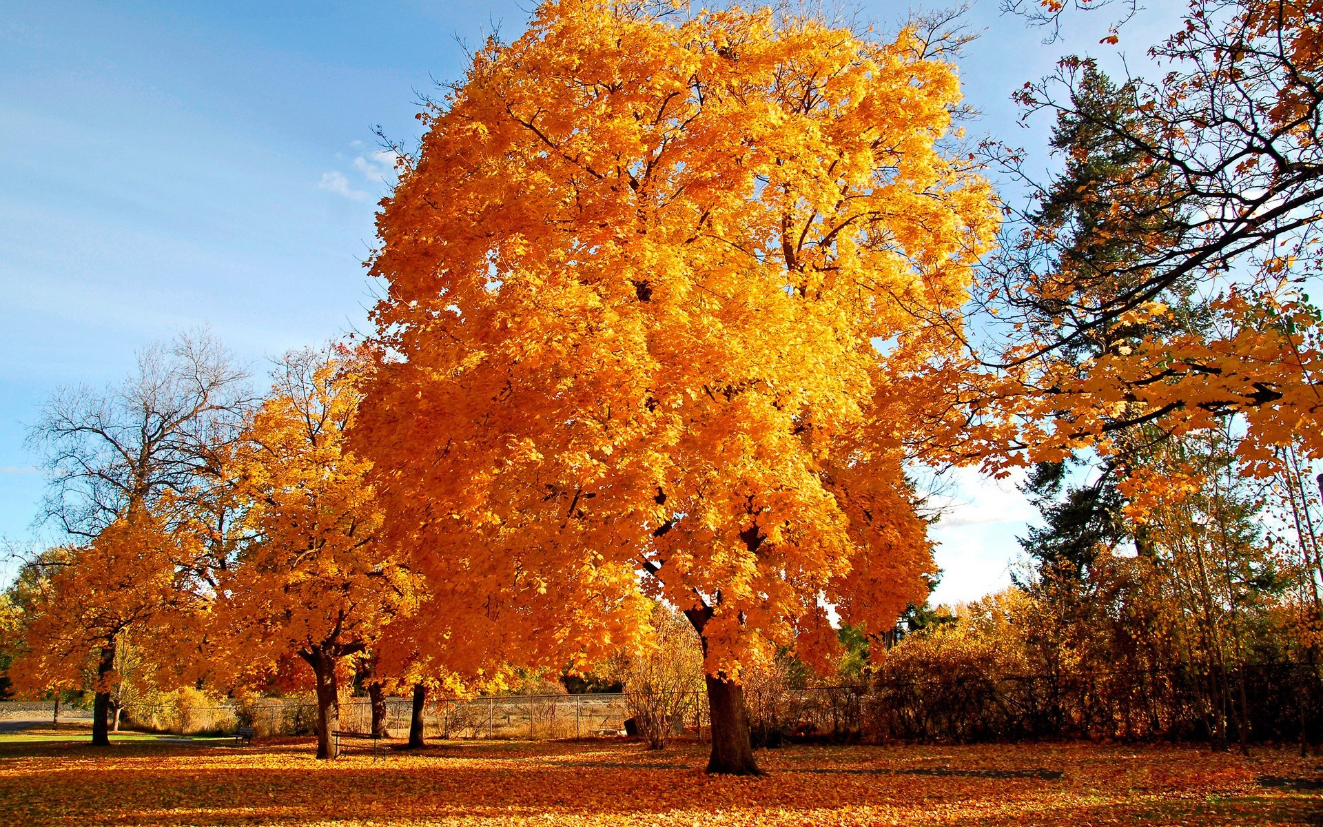 Autumn trees with orange and yellow leaves HD Wallpaper