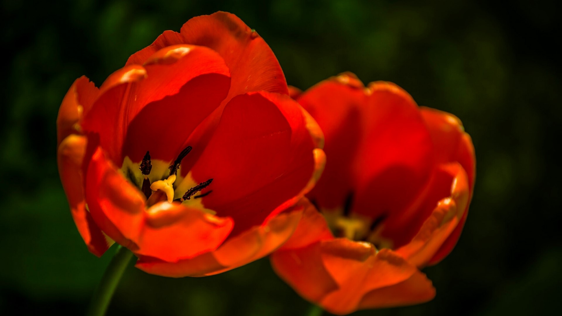 Two red tulips with dark background HD Wallpaper