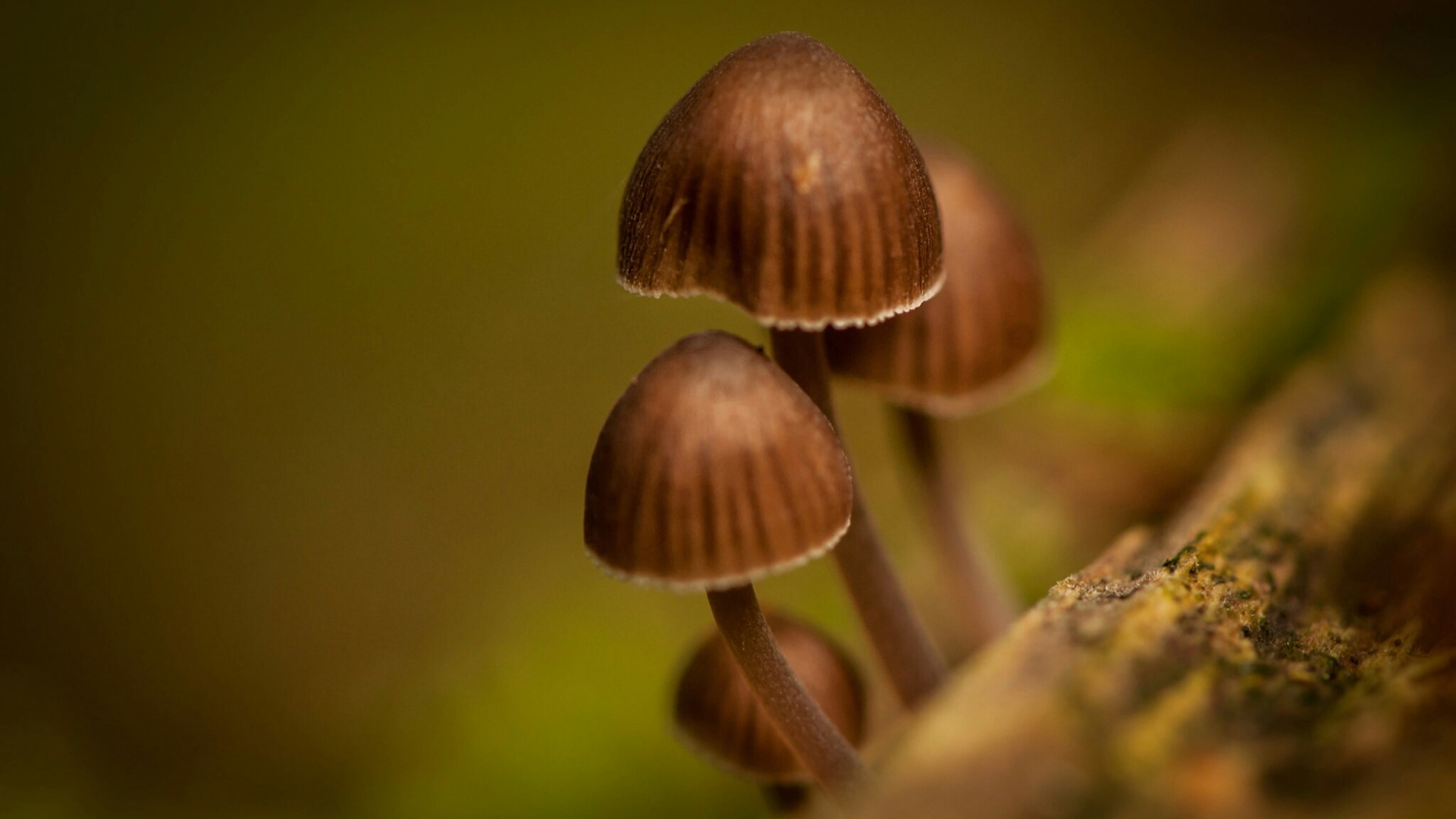 Close-up of small brown mushrooms on a branch HD Wallpaper