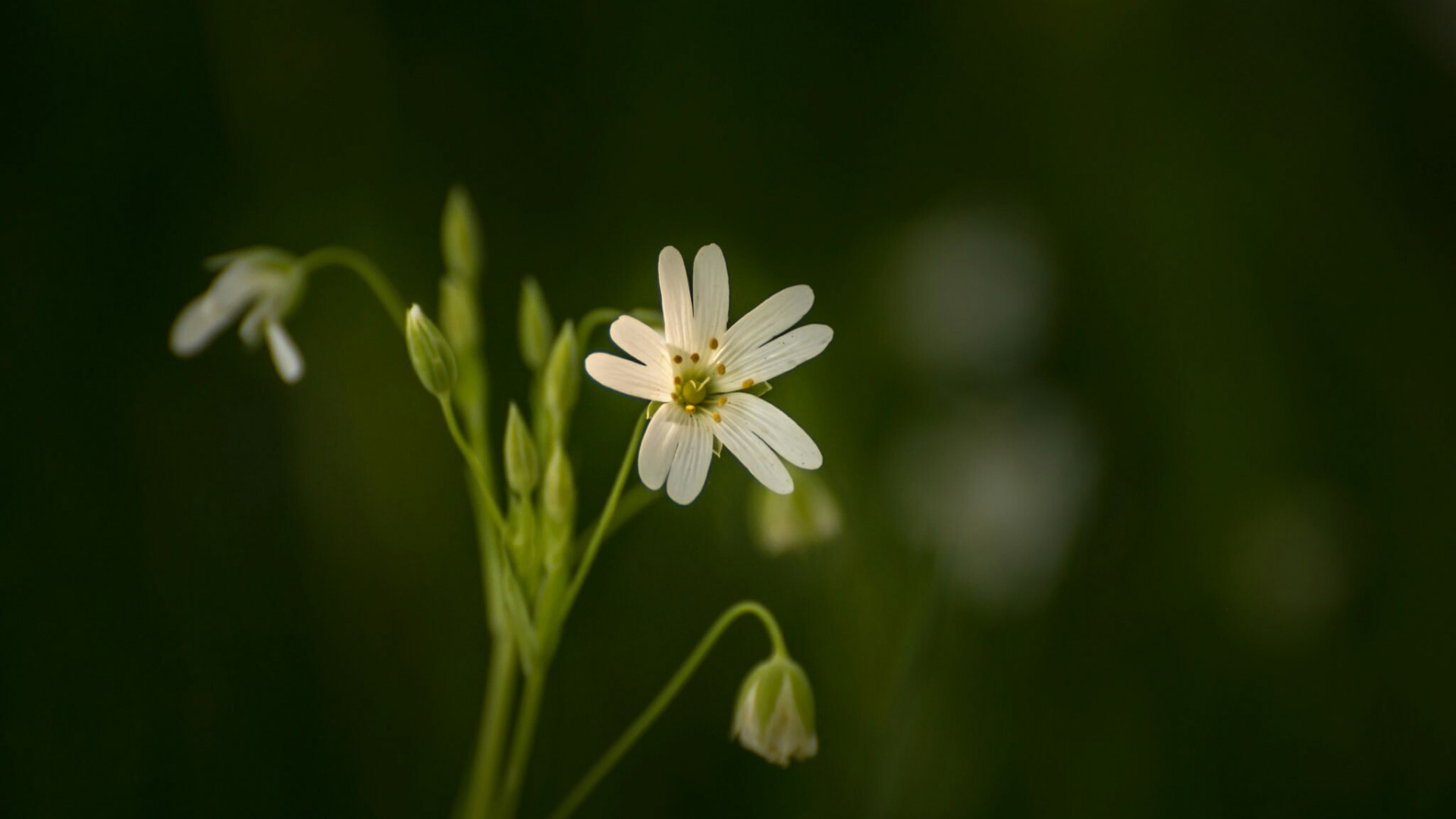 White star-shaped flower with buds HD Wallpaper