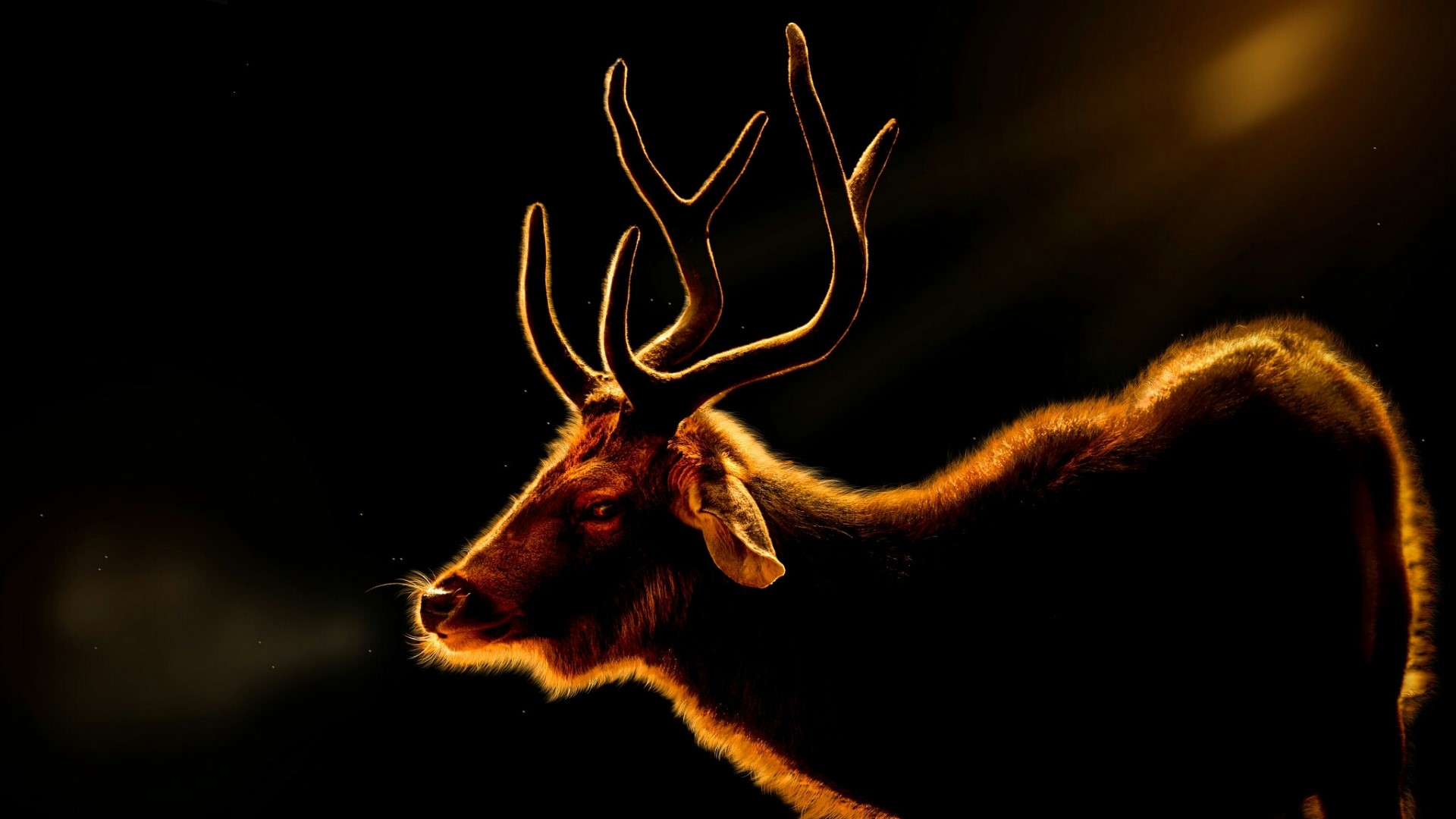 Deer with Antlers in Dramatic Lighting HD Wallpaper