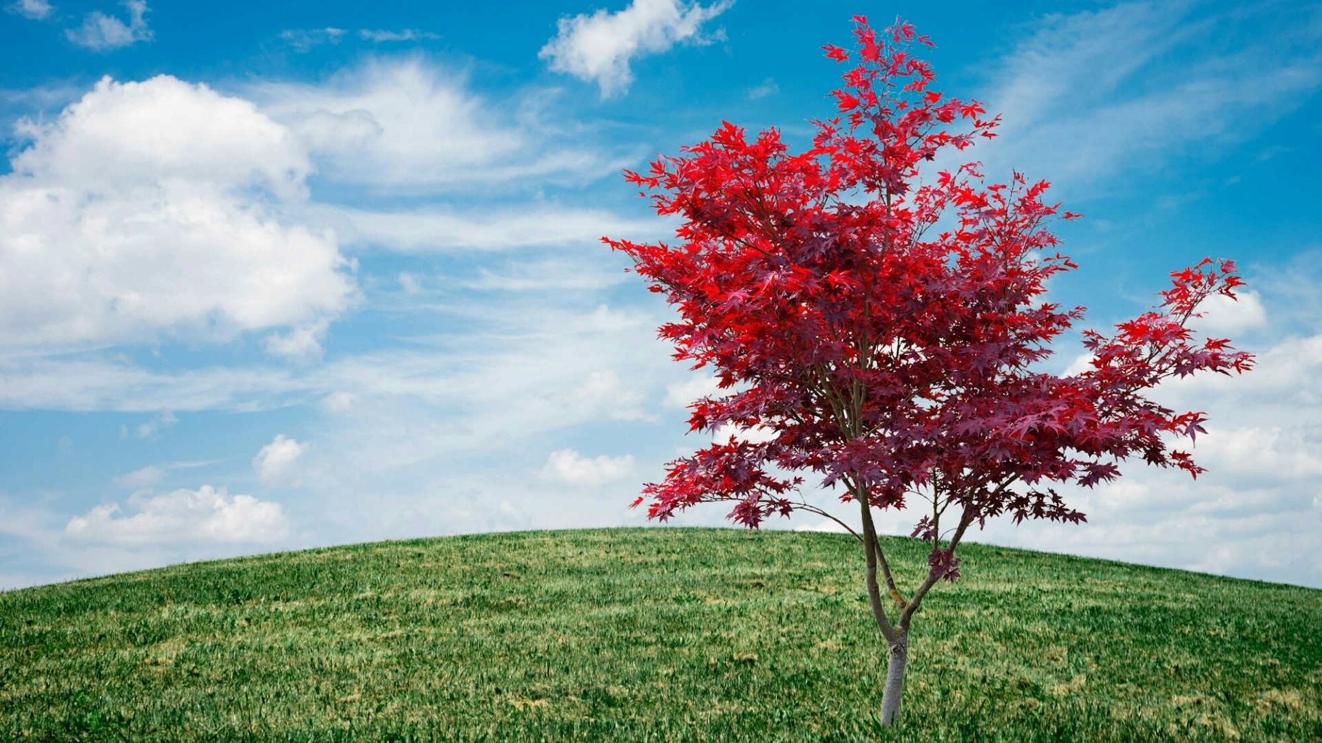 Red Japanese Maple Tree on Green Hill HD Wallpaper