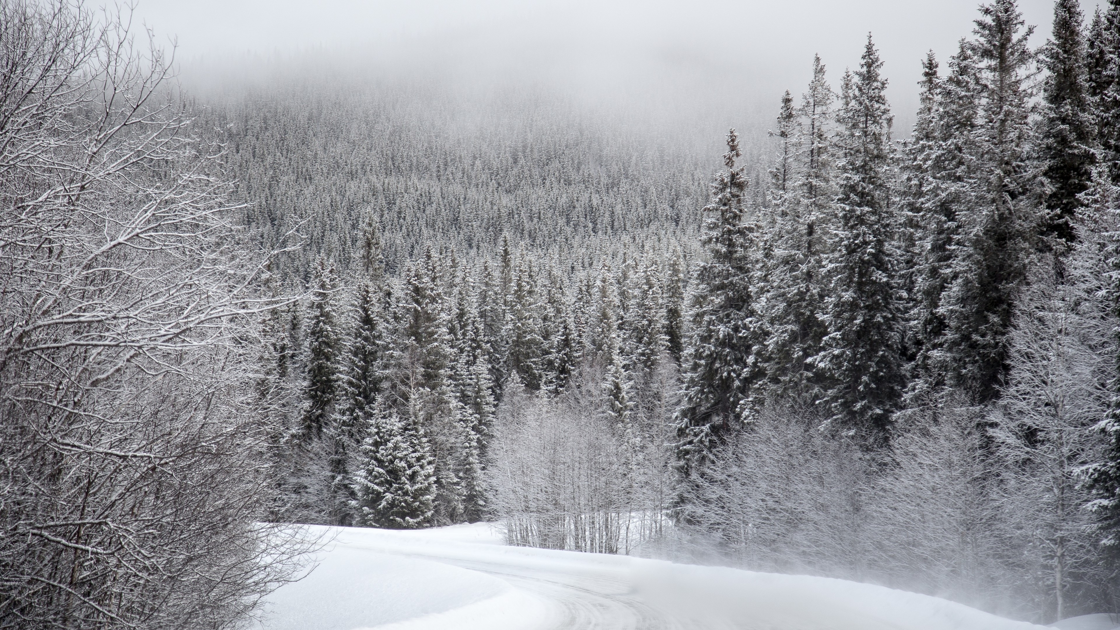 Snow Covered Forest Road HD Wallpaper