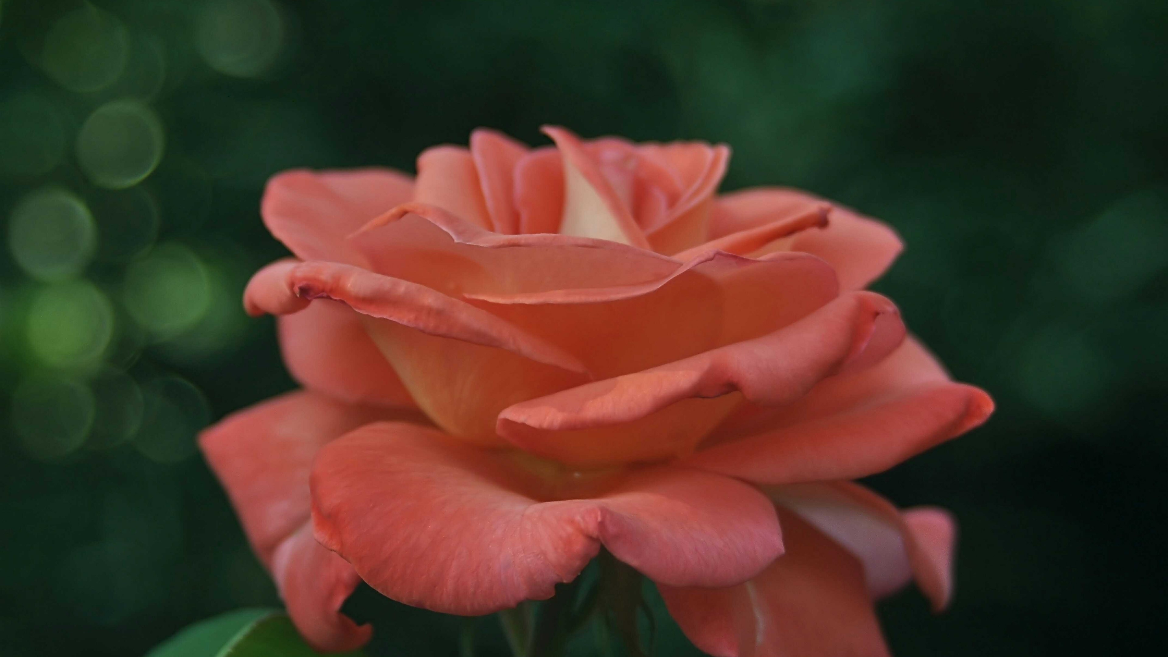 rose flower HD Wallpaper