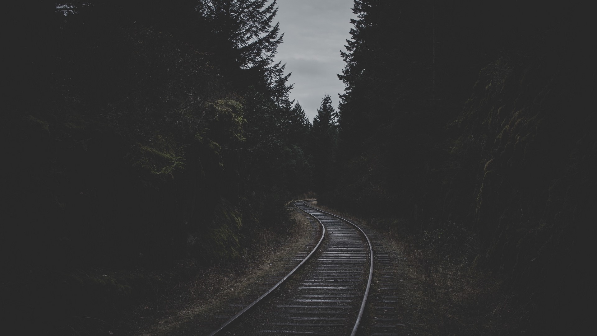 Railroad tracks curving through a dark forest HD Wallpaper