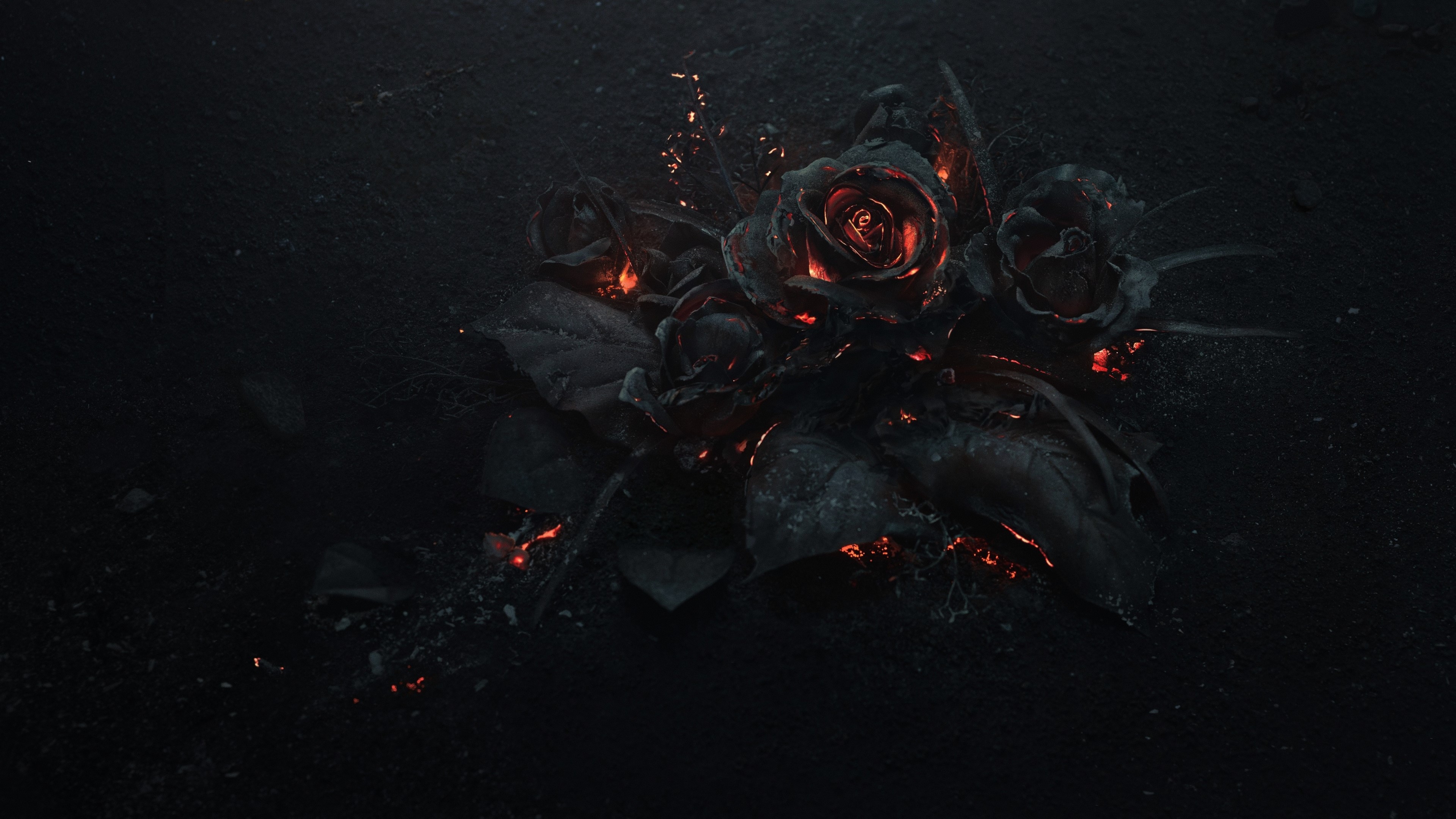 4K Roses on Dark Background HD Wallpaper