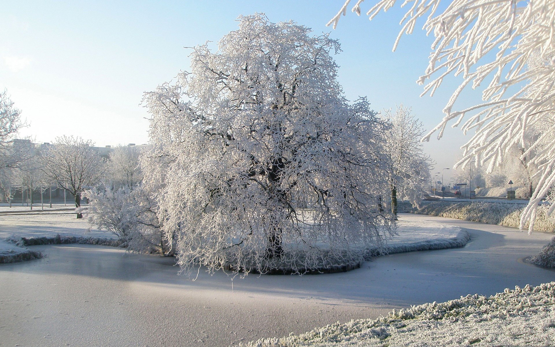 Frozen park with a large tree and a frozen pond HD Wallpaper