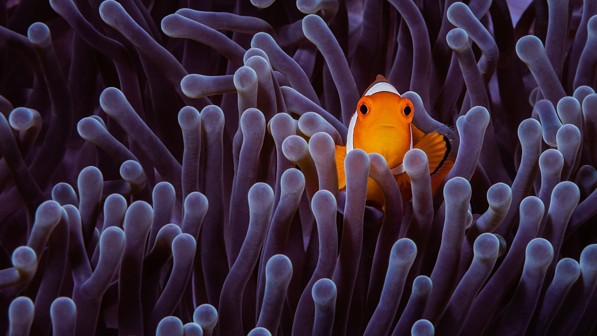 Clownfish in purple anemone HD Wallpaper