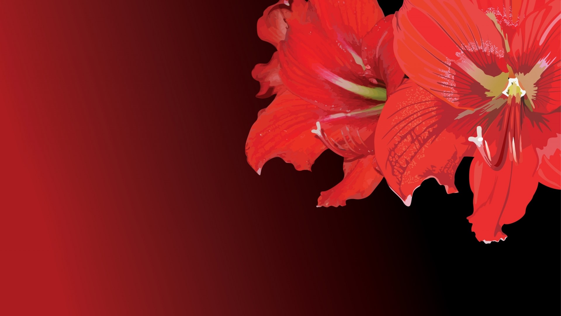 Red Amaryllis Flowers on Gradient Background HD Wallpaper