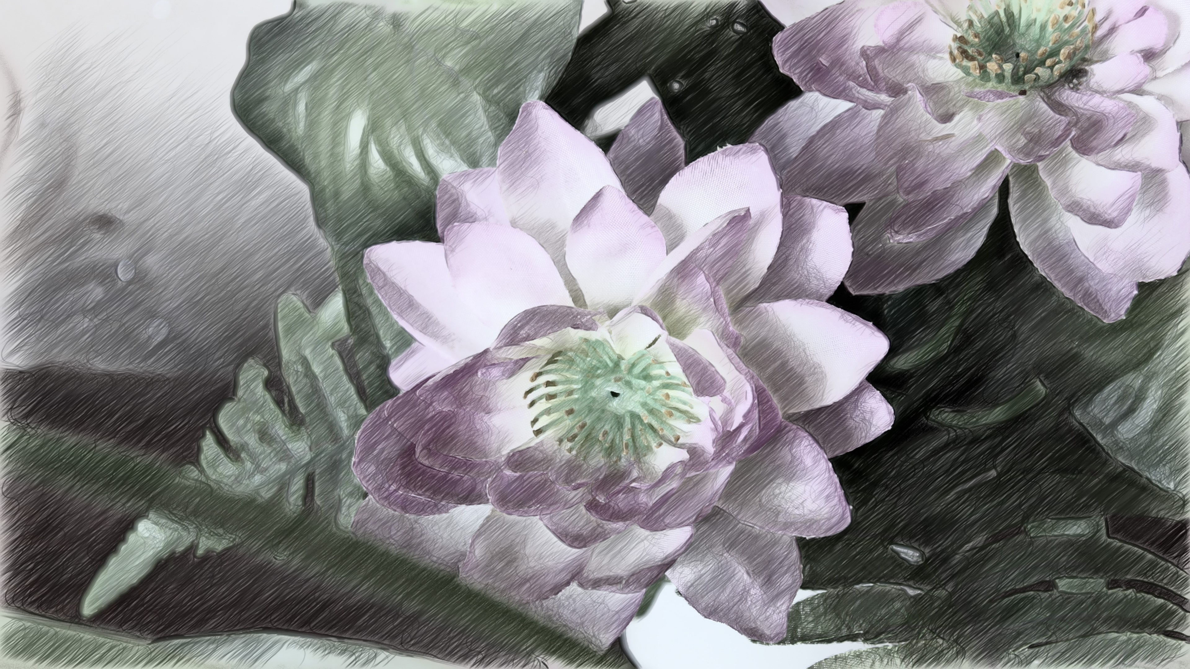 4K Lotus Flowers HD Wallpaper