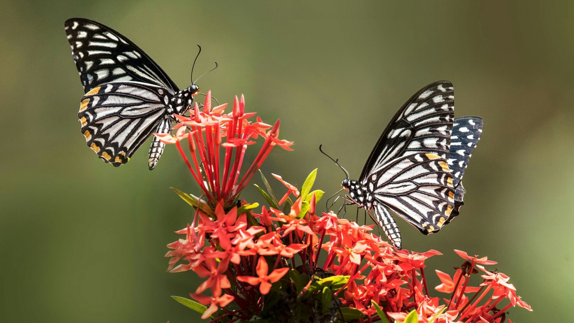 Two butterflies on red flowers HD Wallpaper