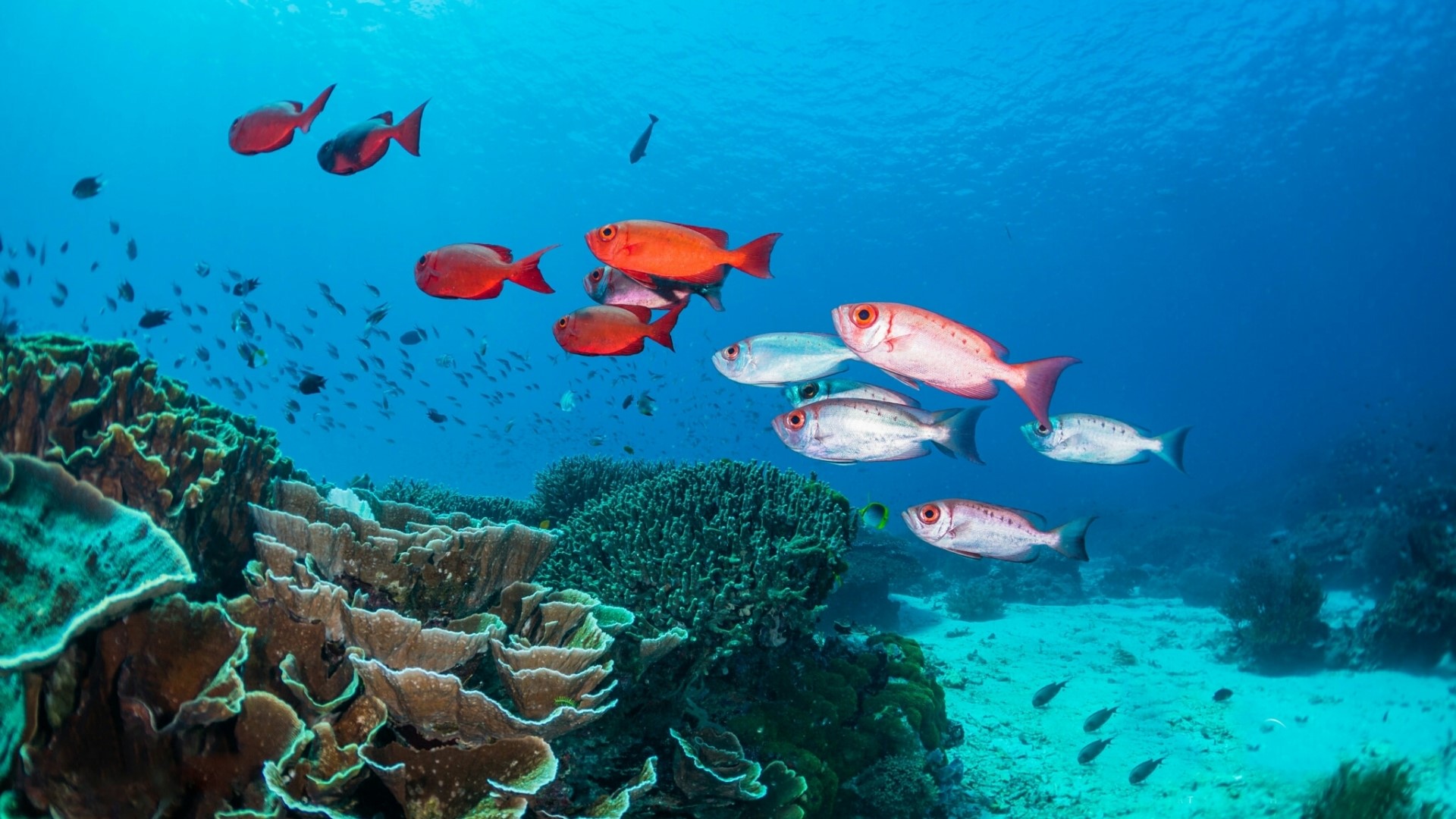 School of fish swimming near coral reef HD Wallpaper
