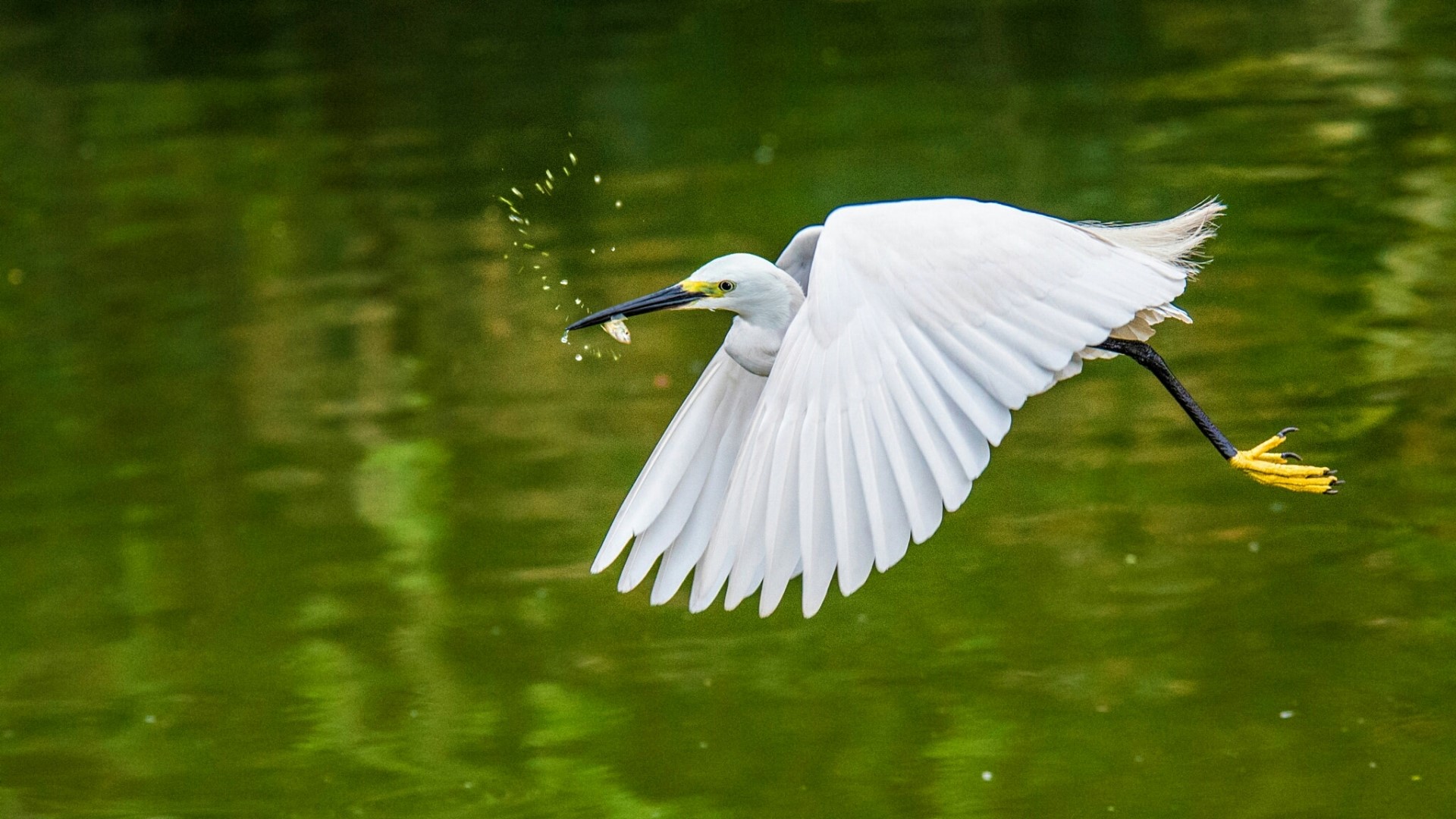 White egret in flight with fish in beak HD Wallpaper