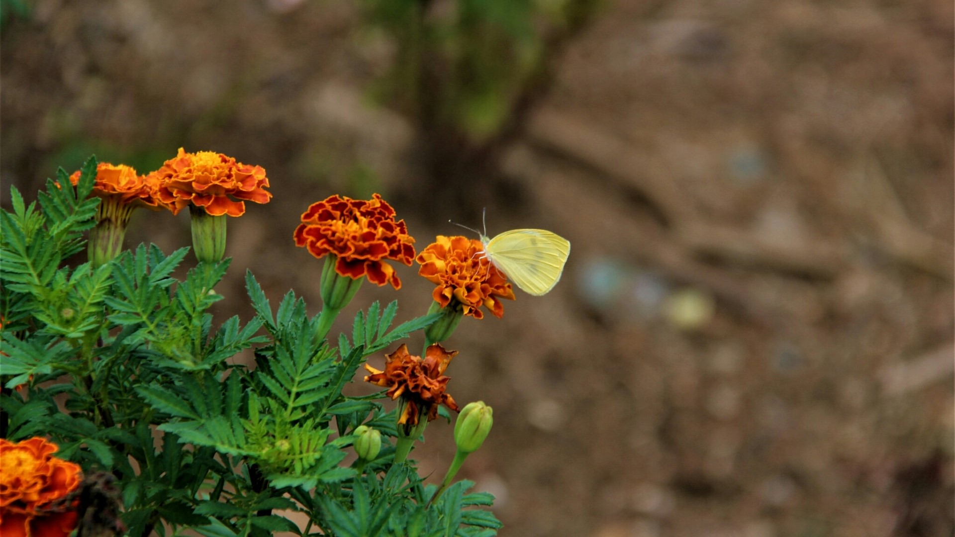Yellow butterfly on orange marigold flowers HD Wallpaper