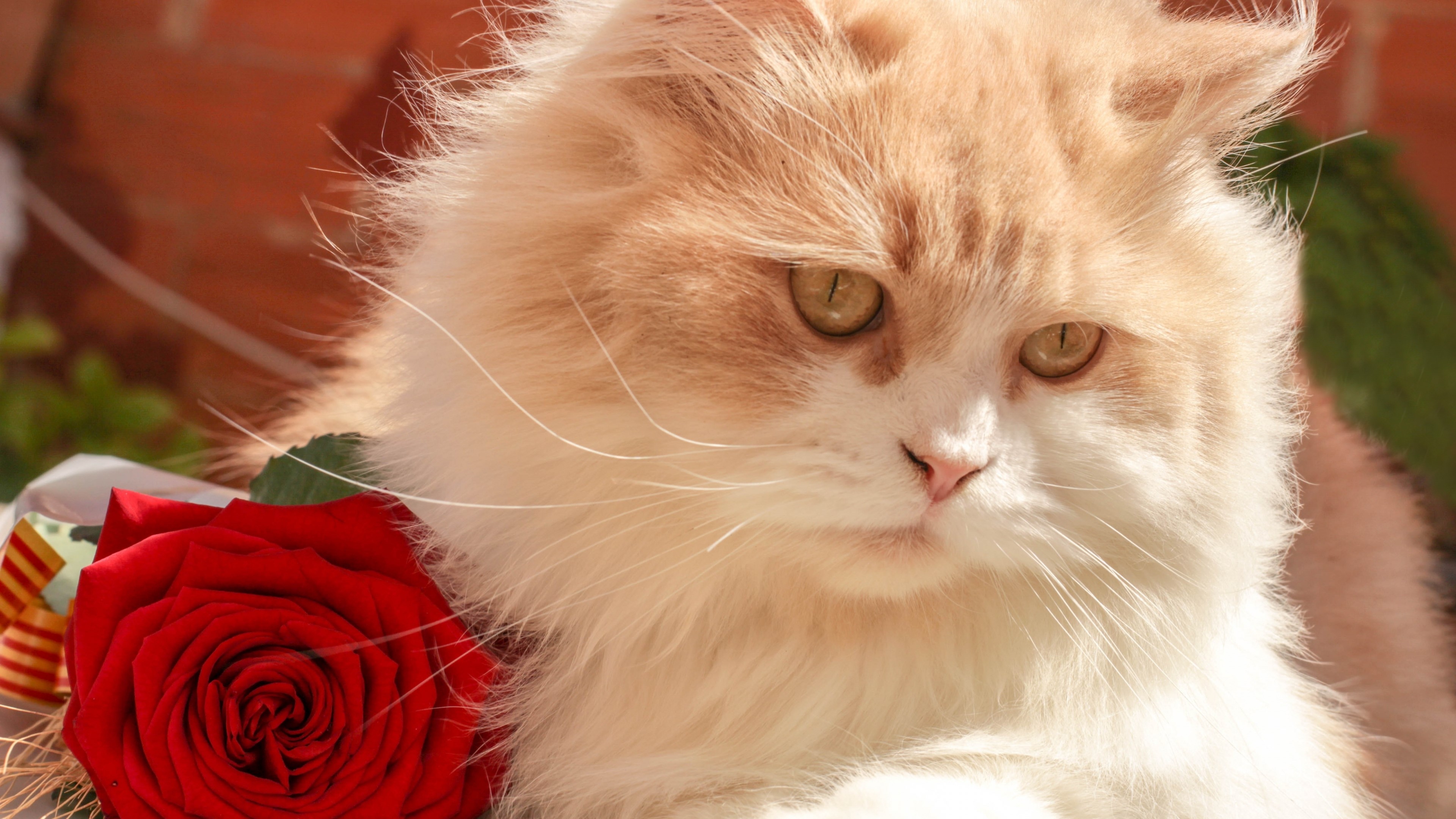 4K Cat with Red Rose HD Wallpaper