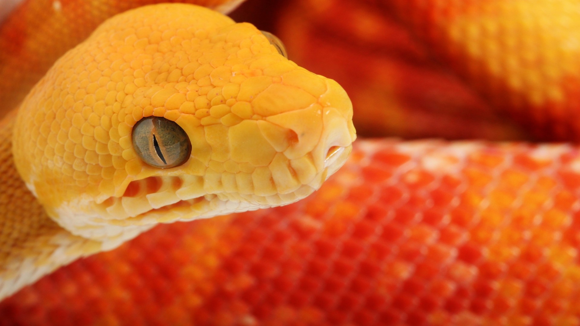 Close-up of a yellow snake's head HD Wallpaper