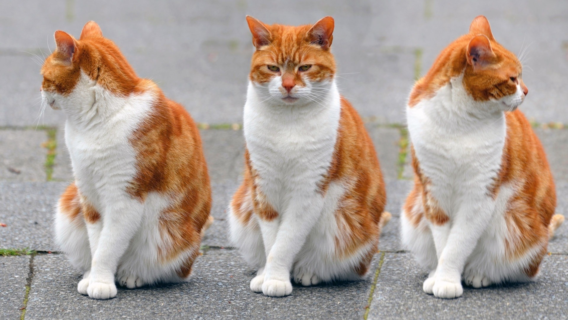 Three orange and white cats sitting on pavement HD Wallpaper