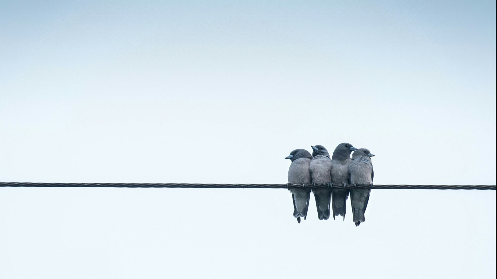 Four birds perched on a wire against a clear sky HD Wallpaper