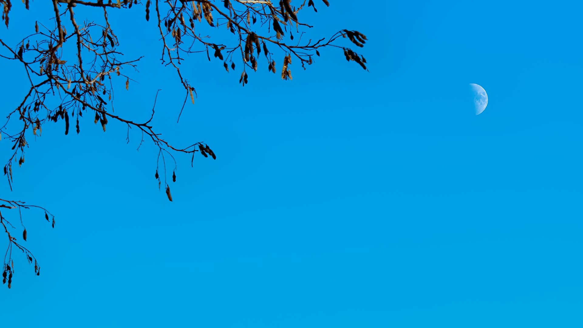 Bare Tree Branches and Half Moon in Blue Sky HD Wallpaper