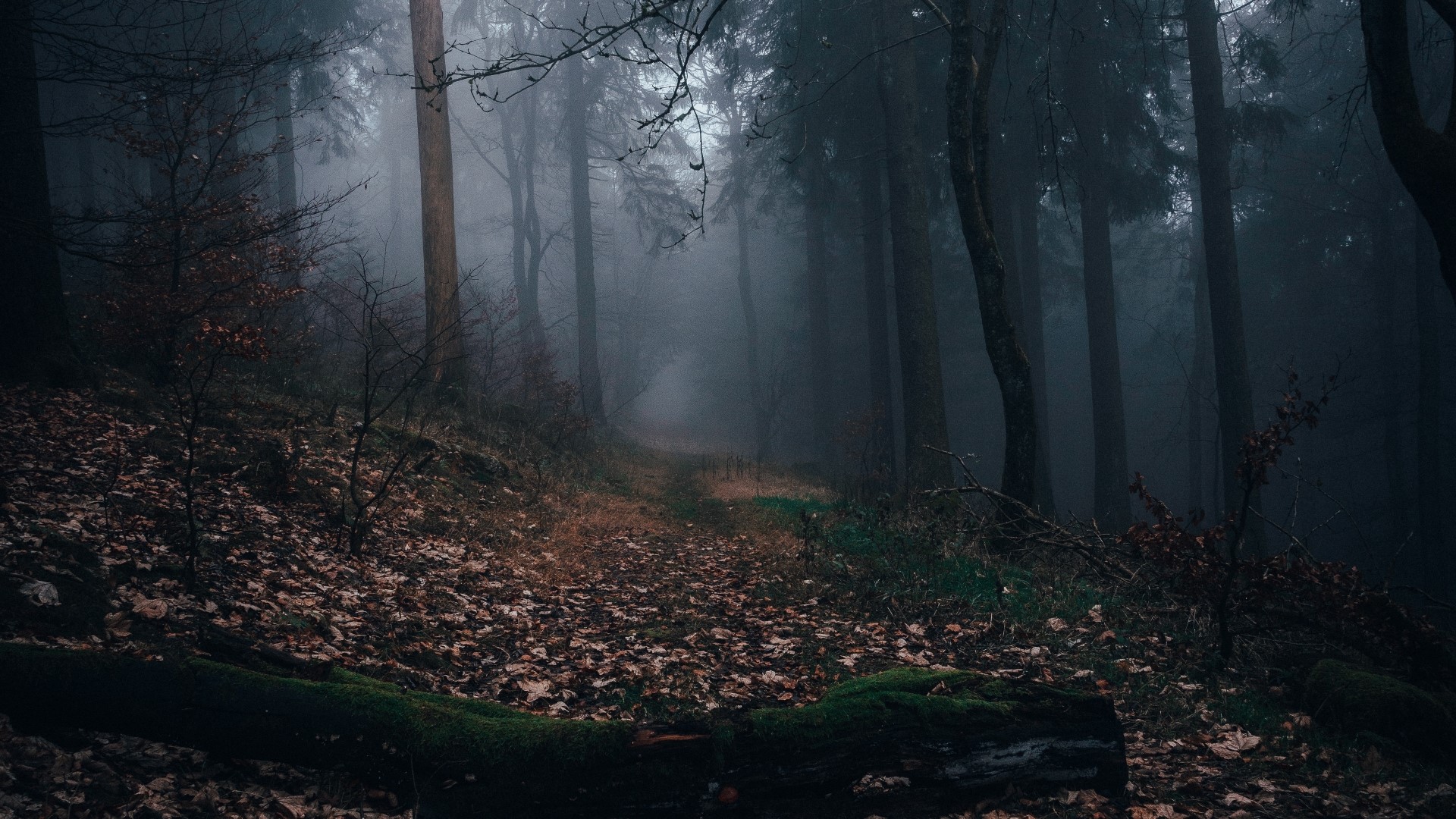Misty forest path with fallen leaves HD Wallpaper