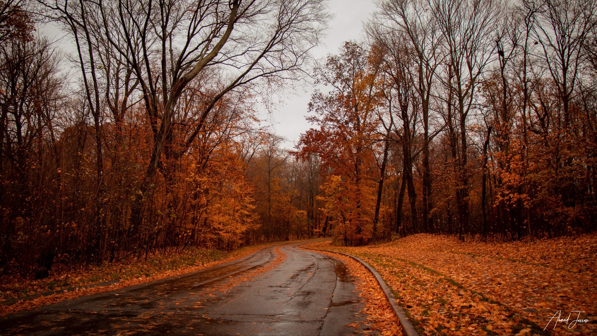 Road through autumn forest with fallen leaves HD Wallpaper