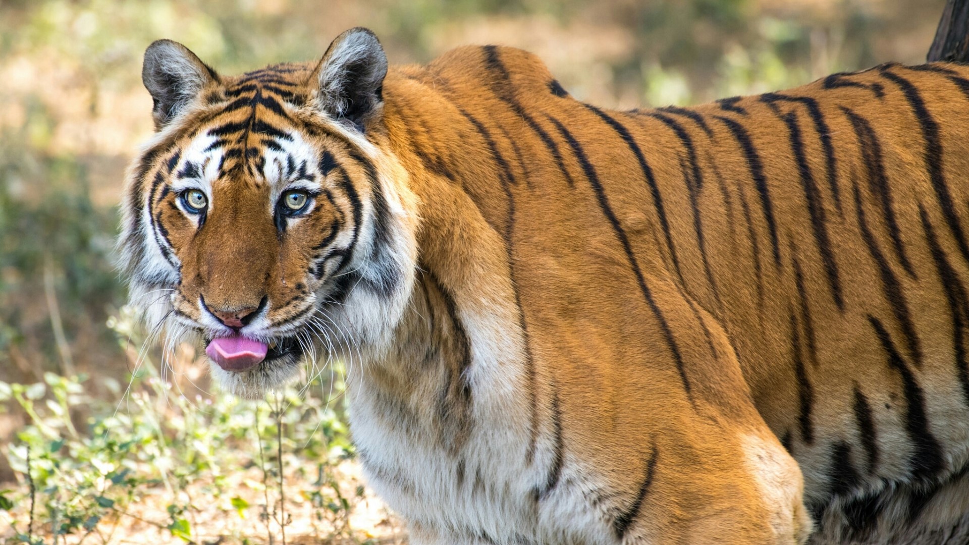 Tiger with tongue out in nature HD Wallpaper