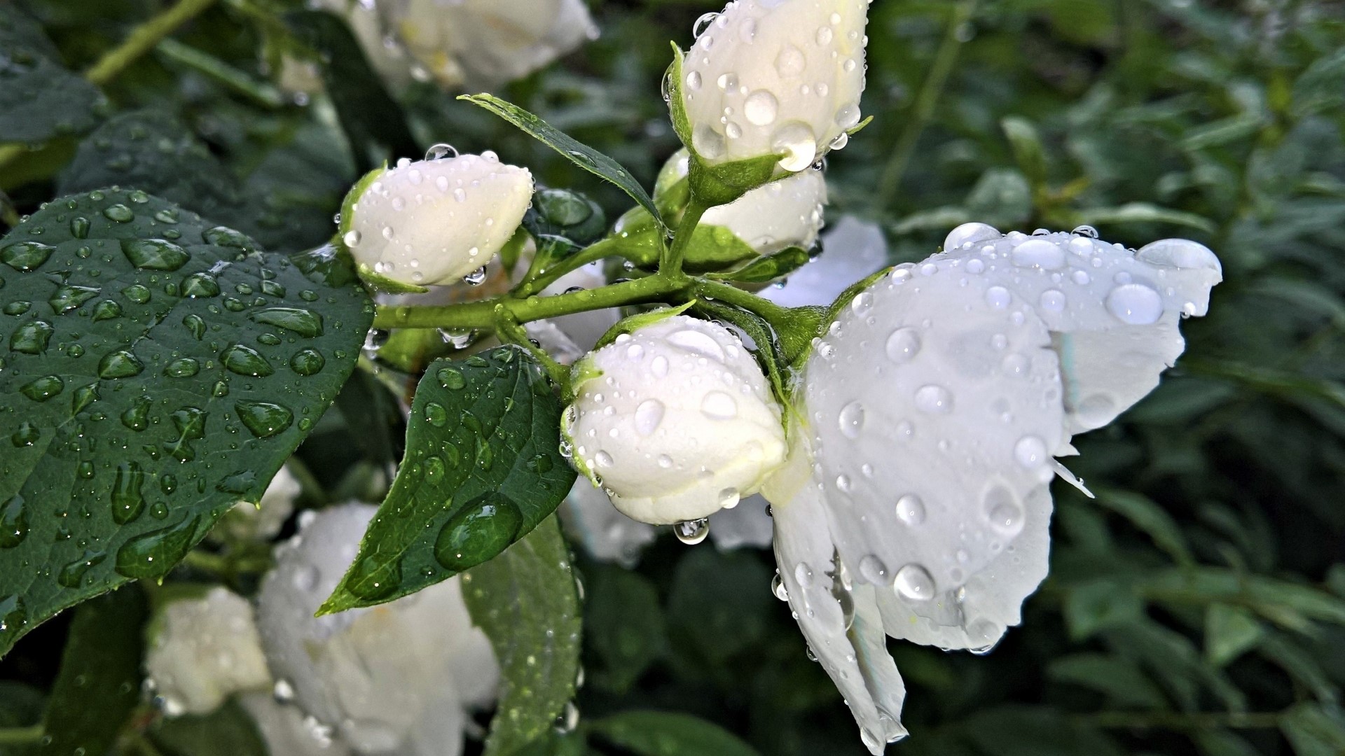 White jasmine flowers with water droplets HD Wallpaper
