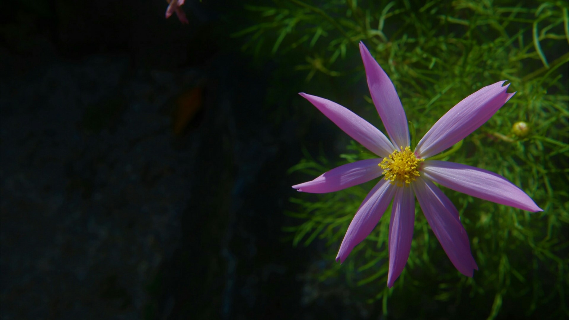 Purple Cosmos Flower HD Wallpaper