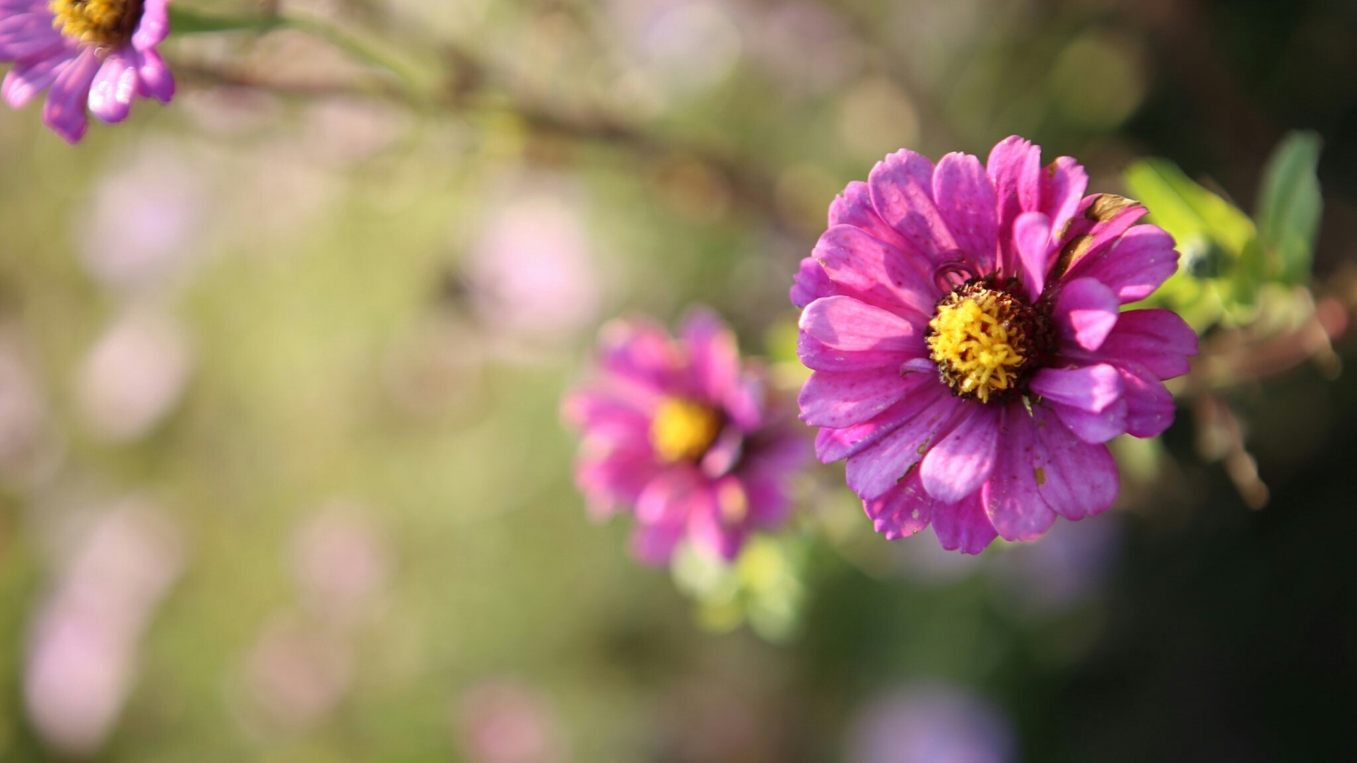 Close-up of pink flowers with yellow centers HD Wallpaper