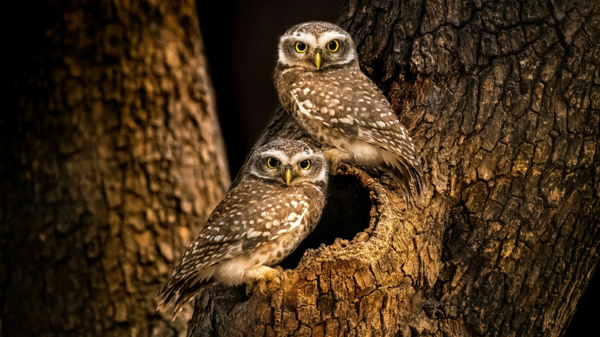 Two spotted owls in a tree hollow HD Wallpaper