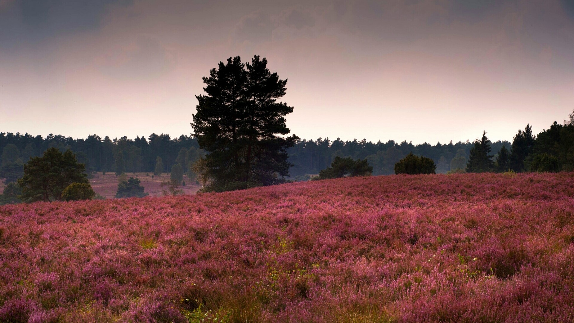 Heather field with a lone tree and forest HD Wallpaper