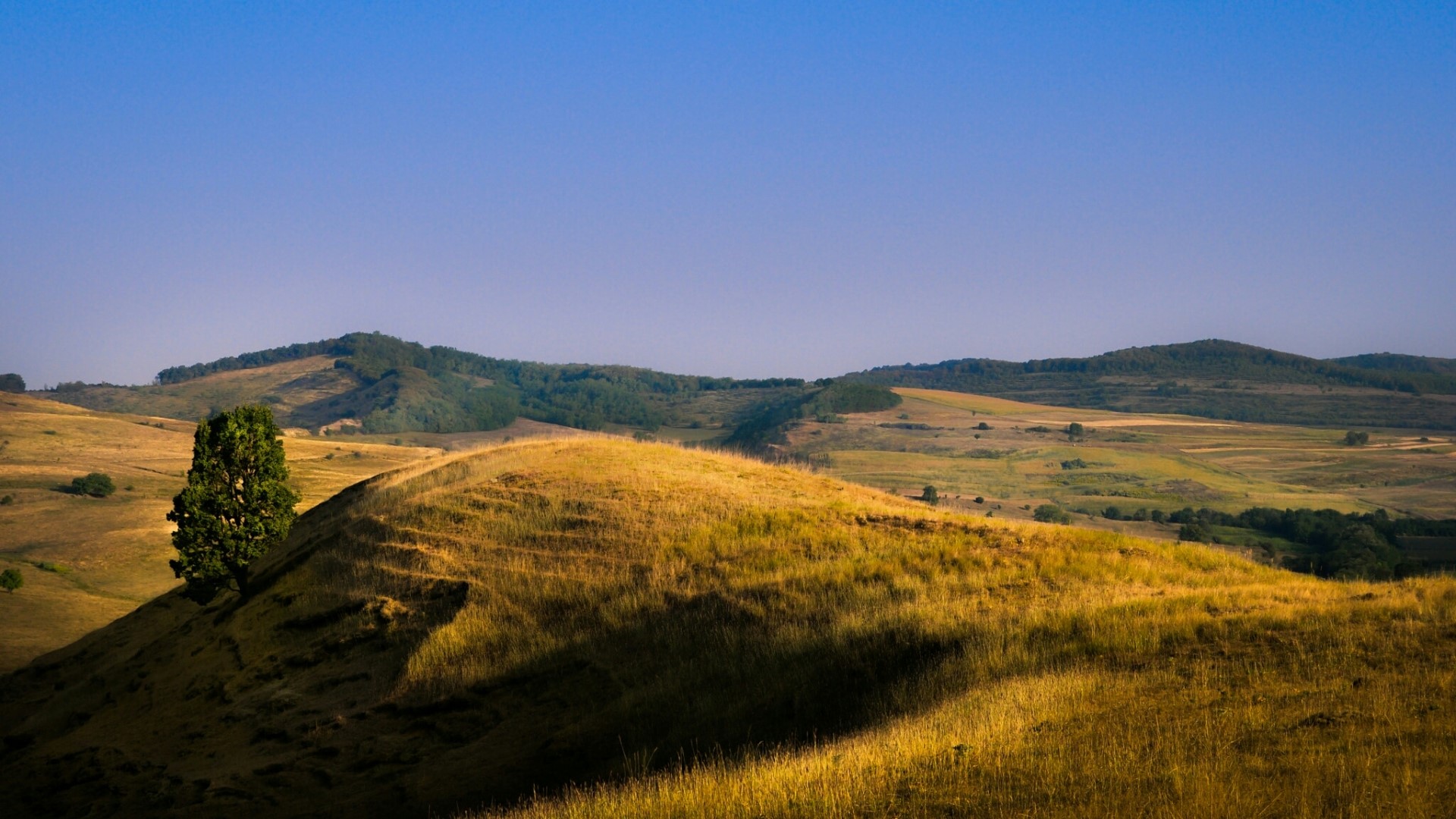 Golden hills and a lone tree under a clear blue sky HD Wallpaper