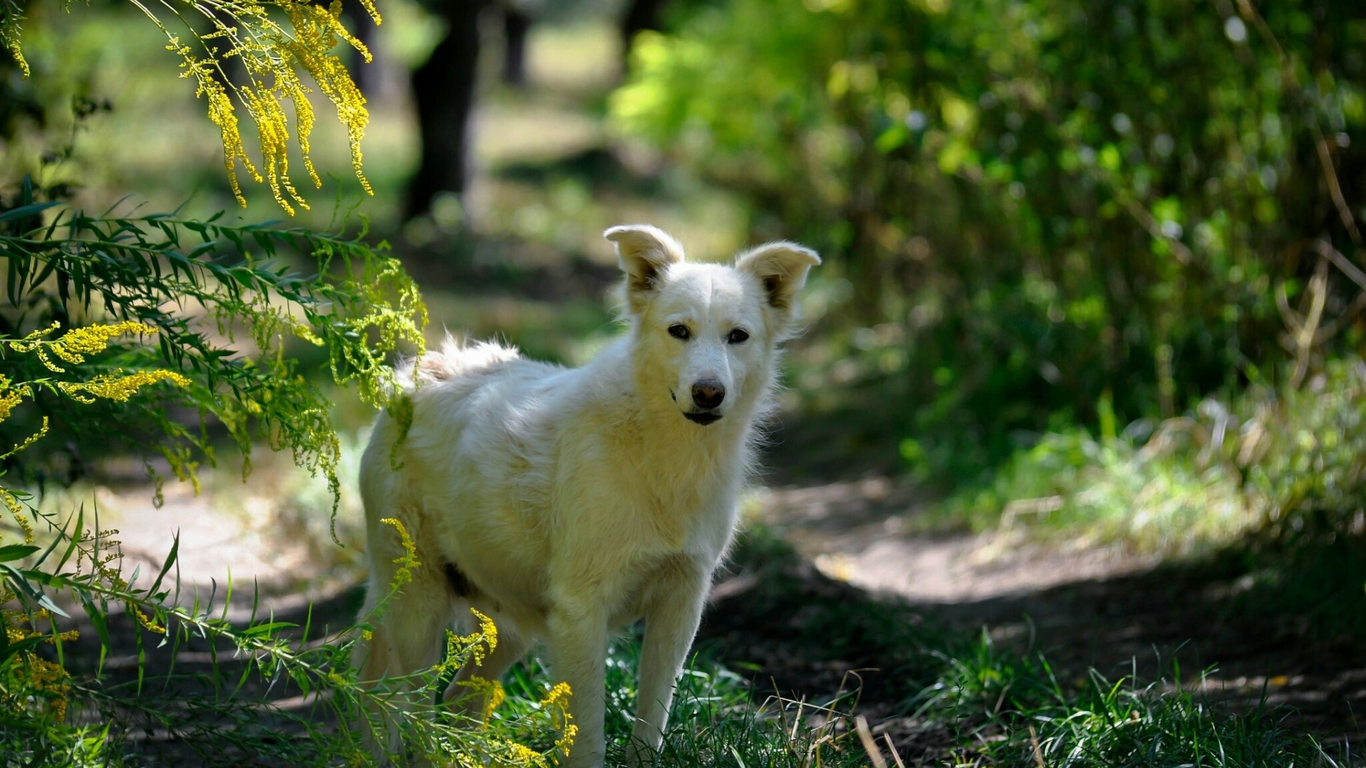 White dog in a forest HD Wallpaper