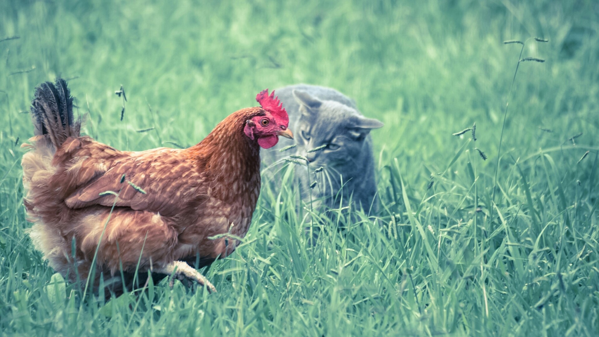 Chicken and Cat in Tall Grass HD Wallpaper