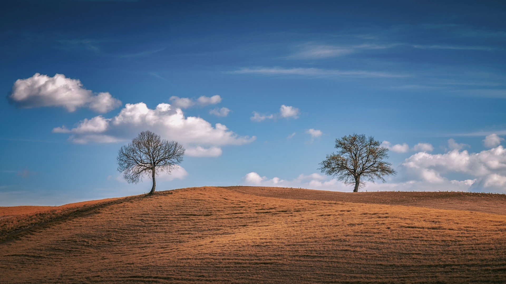 Two trees on a rolling hill under a blue sky HD Wallpaper