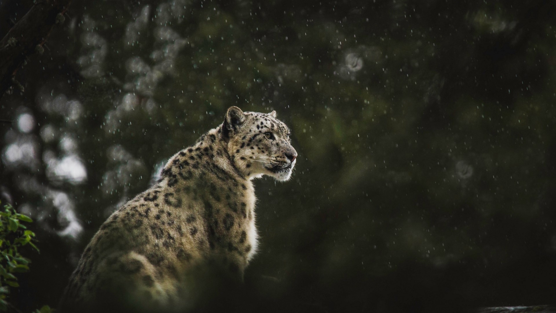 Snow Leopard in the Rain HD Wallpaper