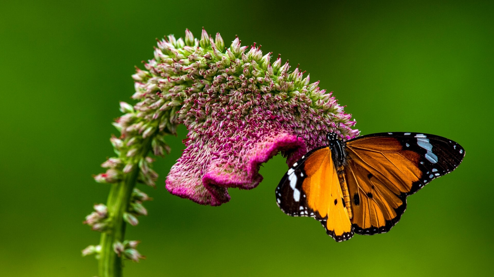 Orange butterfly on a pink and green flower HD Wallpaper