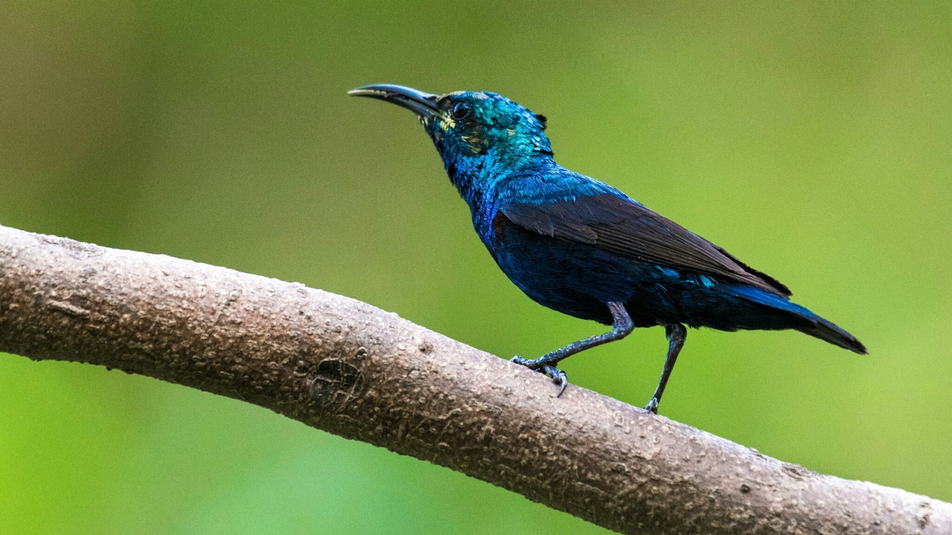 Purple Sunbird perched on a branch HD Wallpaper