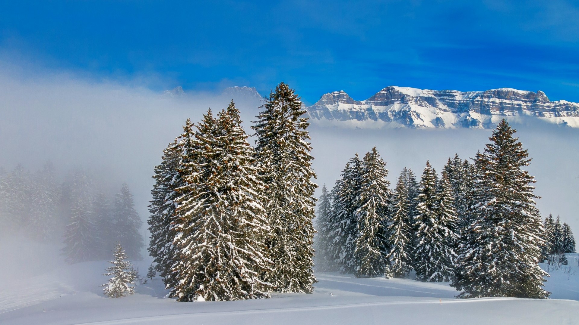 Snowy pine trees in front of misty mountains HD Wallpaper