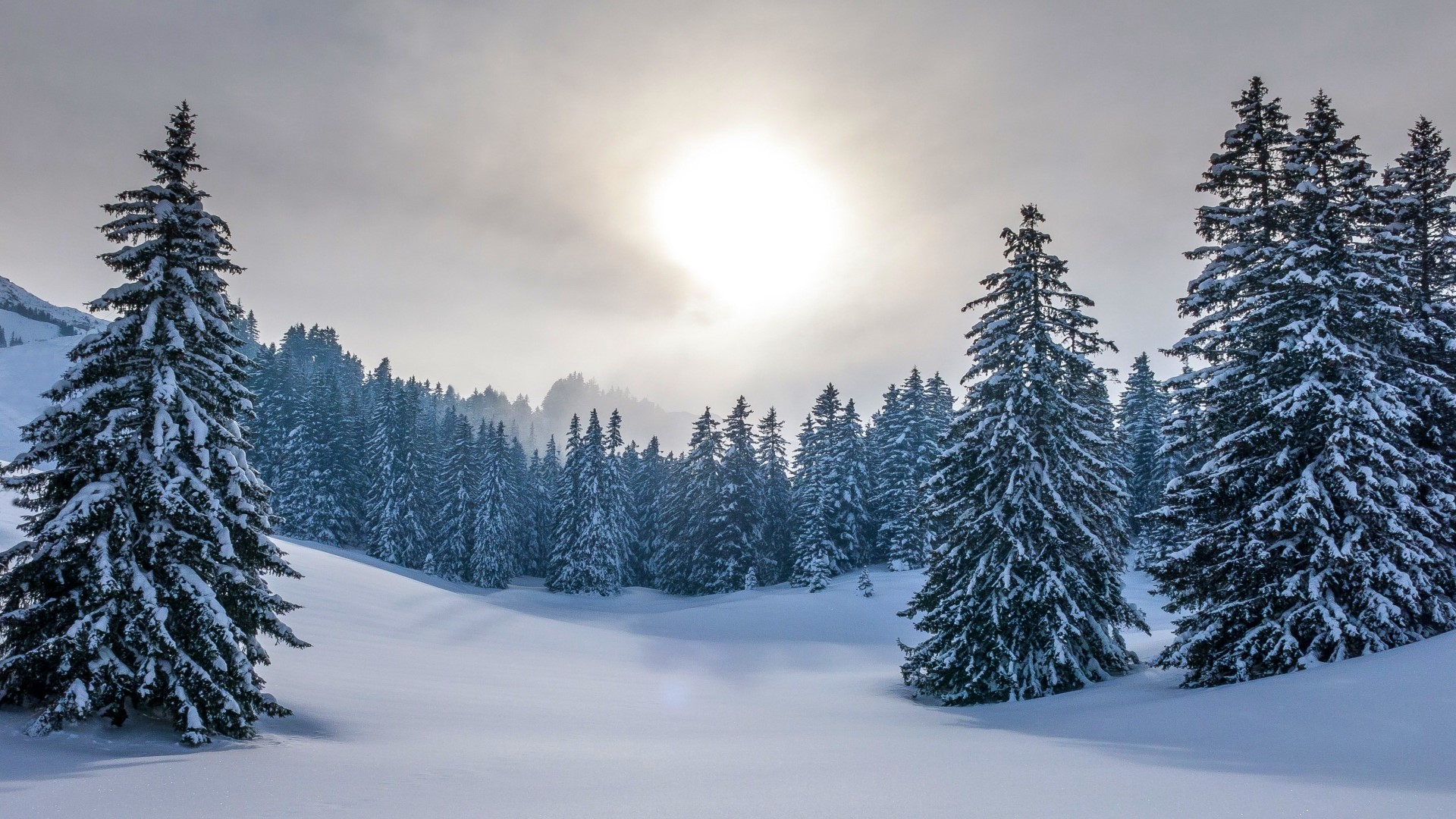 Snowy forest with sun shining through clouds HD Wallpaper
