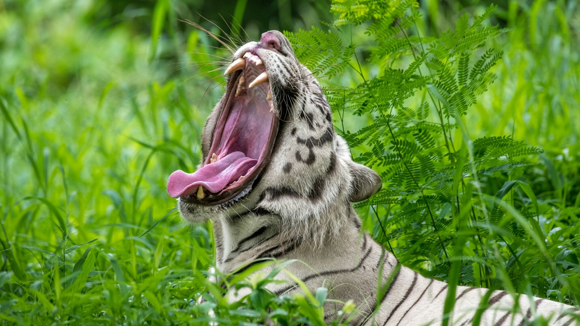 White Tiger Yawning in Greenery HD Wallpaper
