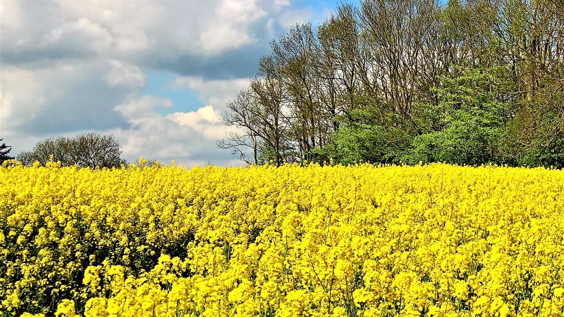Field of yellow flowers with trees and clouds HD Wallpaper